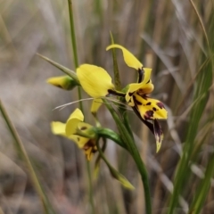 Diuris sulphurea (Tiger Orchid) at Captains Flat, NSW - 30 Oct 2023 by Csteele4