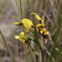 Diuris sulphurea (Tiger Orchid) at QPRC LGA - 30 Oct 2023 by Csteele4