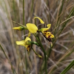 Diuris sulphurea at Captains Flat, NSW - 30 Oct 2023