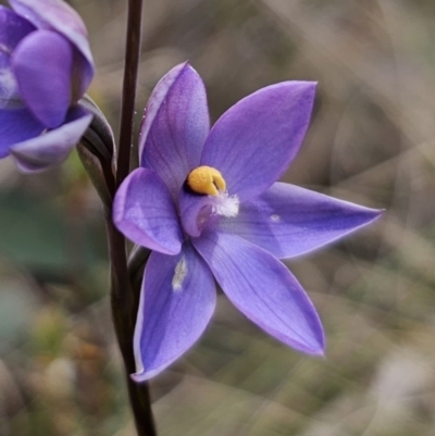 Thelymitra sp. (A Sun Orchid) at Captains Flat, NSW - 30 Oct 2023 by Csteele4