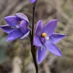 Thelymitra sp. at Captains Flat, NSW - suppressed