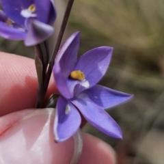 Thelymitra (genus) at Captains Flat, NSW - suppressed