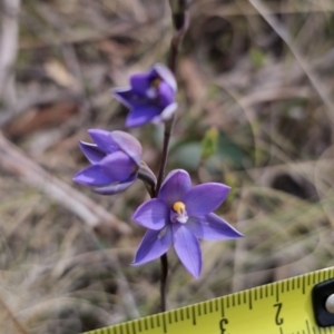 Thelymitra sp. at Captains Flat, NSW - suppressed