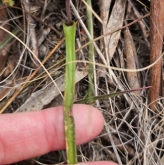 Thelymitra (Genus) at Captains Flat, NSW - suppressed