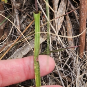 Thelymitra sp. at Captains Flat, NSW - suppressed