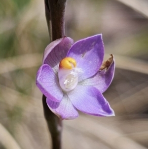 Thelymitra brevifolia at Captains Flat, NSW - 30 Oct 2023