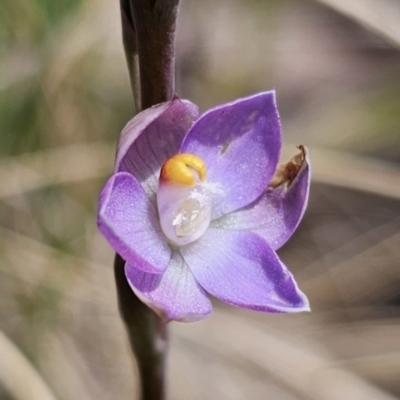 Thelymitra brevifolia (Short-leaf Sun Orchid) at QPRC LGA - 30 Oct 2023 by Csteele4