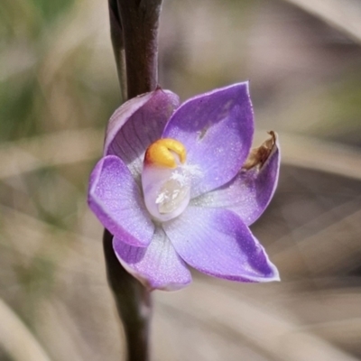 Thelymitra brevifolia (Short-leaf Sun Orchid) at Captains Flat, NSW - 30 Oct 2023 by Csteele4