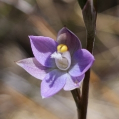 Thelymitra brevifolia at Captains Flat, NSW - suppressed