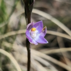 Thelymitra brevifolia at Captains Flat, NSW - 30 Oct 2023