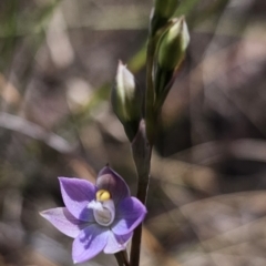 Thelymitra brevifolia at Captains Flat, NSW - 30 Oct 2023