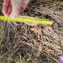 Thelymitra brevifolia at Captains Flat, NSW - suppressed