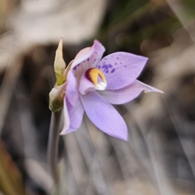 Thelymitra sp. (A Sun Orchid) at QPRC LGA - 30 Oct 2023 by Csteele4