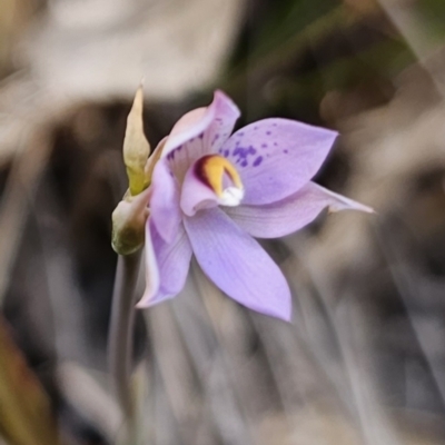 Thelymitra (Genus) (Sun Orchid) at Captains Flat, NSW - 30 Oct 2023 by Csteele4