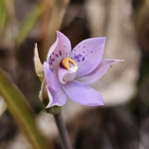 Thelymitra sp. at QPRC LGA - suppressed