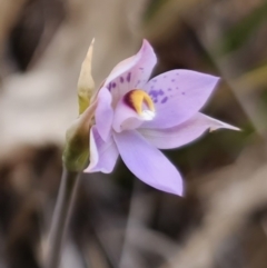 Thelymitra sp. at QPRC LGA - 30 Oct 2023