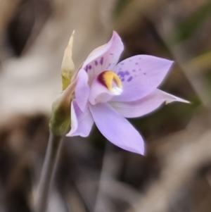 Thelymitra sp. at QPRC LGA - suppressed