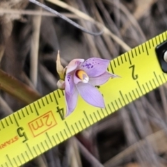 Thelymitra sp. at QPRC LGA - suppressed