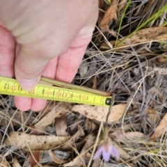 Thelymitra sp. at QPRC LGA - suppressed