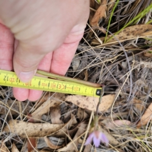 Thelymitra sp. at QPRC LGA - 30 Oct 2023