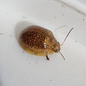 Paropsisterna decolorata at Yass River, NSW - 11 Oct 2023