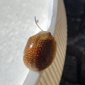 Paropsisterna decolorata at Yass River, NSW - 11 Oct 2023 04:07 PM