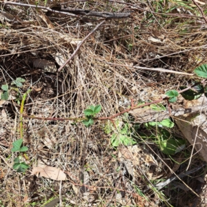 Rubus anglocandicans at Watson, ACT - 30 Oct 2023 09:58 AM