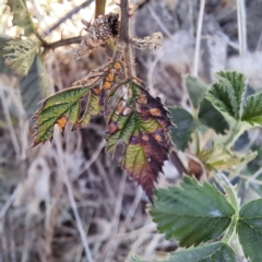 Rubus anglocandicans at Watson, ACT - 30 Oct 2023