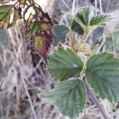 Rubus anglocandicans at Watson, ACT - 30 Oct 2023 09:58 AM