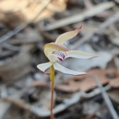 Caladenia moschata (Musky Caps) at Rugosa - 11 Oct 2023 by SenexRugosus