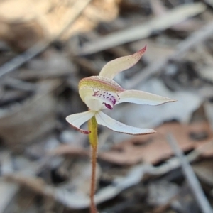 Caladenia moschata at Yass River, NSW - suppressed