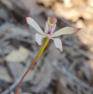 Caladenia moschata at Yass River, NSW - suppressed