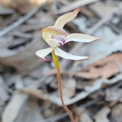 Caladenia moschata at Yass River, NSW - suppressed