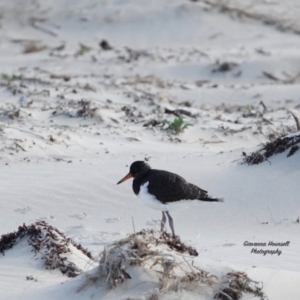 Haematopus longirostris at Lake Conjola, NSW - suppressed