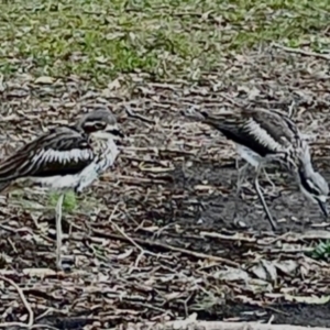 Burhinus grallarius at Ocean Shores, NSW - 8 Oct 2023