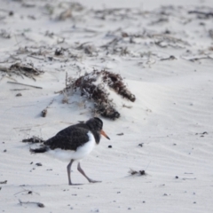 Haematopus longirostris (Australian Pied Oystercatcher) at Conjola Bushcare - 24 Oct 2023 by Gee