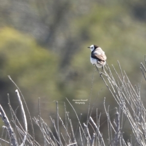 Epthianura albifrons at Tuross Head, NSW - suppressed