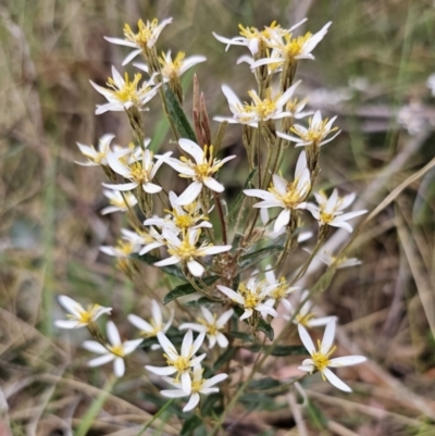 Olearia erubescens (Silky Daisybush) at Captains Flat, NSW - 30 Oct 2023 by Csteele4