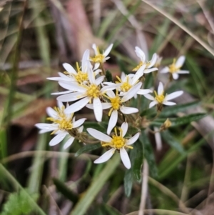 Olearia erubescens at Captains Flat, NSW - 30 Oct 2023