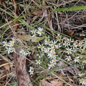 Olearia erubescens at Captains Flat, NSW - 30 Oct 2023 05:37 PM