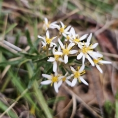 Olearia erubescens at Captains Flat, NSW - 30 Oct 2023 05:37 PM