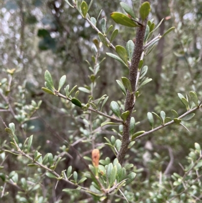 Bursaria spinosa subsp. lasiophylla (Australian Blackthorn) at Bruce, ACT - 30 Oct 2023 by JVR