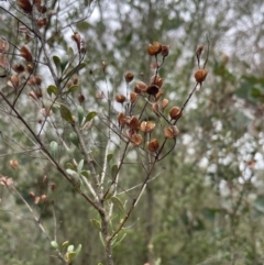 Bursaria spinosa subsp. lasiophylla at Bruce, ACT - 30 Oct 2023