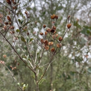 Bursaria spinosa subsp. lasiophylla at Bruce, ACT - 30 Oct 2023 05:23 PM