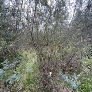 Bursaria spinosa subsp. lasiophylla at Bruce, ACT - 30 Oct 2023