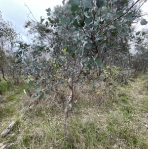Eucalyptus polyanthemos subsp. polyanthemos at Bruce, ACT - 30 Oct 2023