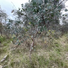 Eucalyptus polyanthemos subsp. polyanthemos (Red Box) at Bruce, ACT - 30 Oct 2023 by JVR