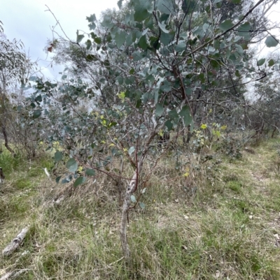 Eucalyptus polyanthemos subsp. polyanthemos (Red Box) at Bruce, ACT - 30 Oct 2023 by JVR