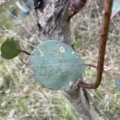 Eucalyptus polyanthemos subsp. polyanthemos at Bruce, ACT - 30 Oct 2023