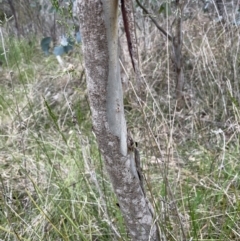 Eucalyptus polyanthemos subsp. polyanthemos at Bruce, ACT - 30 Oct 2023